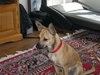 Peppi