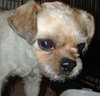 Wilbur