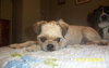 Wilbur