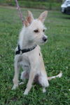 Willow