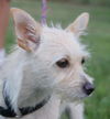 Willow