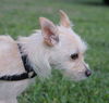 Willow