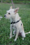 Willow