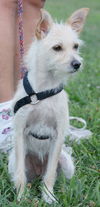 Willow