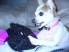 Daisy & Pebbles
