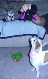 Daisy & Pebbles