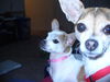 Daisy & Pebbles