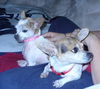Daisy & Pebbles