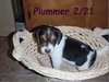 Plummer