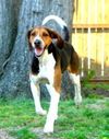 Hogan