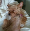 Tink