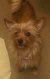Tink