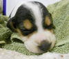 Levi - ADOPTED