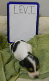 Levi - ADOPTED