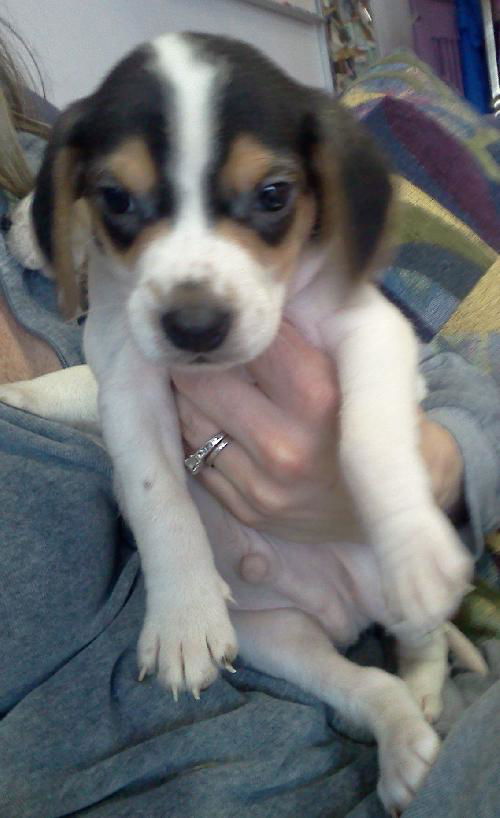 Levi - ADOPTED