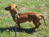 Sampson