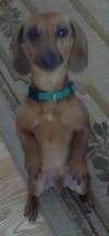 Sampson