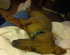 Sampson