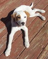 Daisy