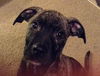 Romeo