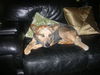 June Bug