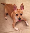 Roo