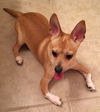 Roo