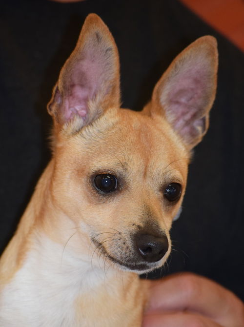 Roo