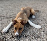 adoptable Dog in SSL, UT named Ezra