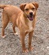 adoptable Dog in SSL, UT named Sydney