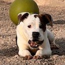 adoptable Dog in SSL, UT named Rylie