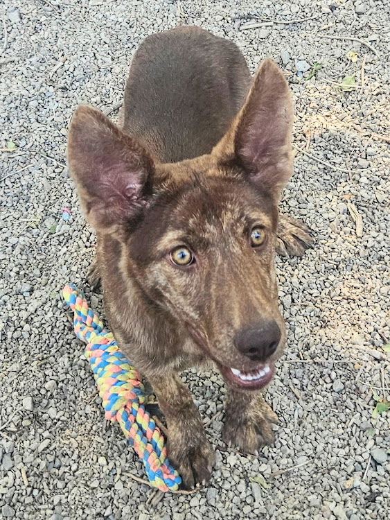 adoptable Dog in SSL, UT named Batgirl