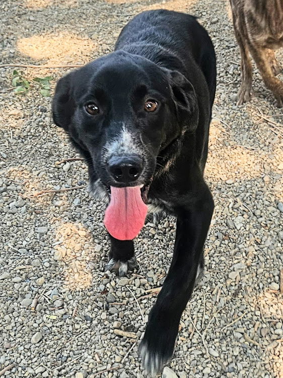 adoptable Dog in SSL, UT named Tyke