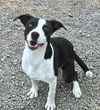 adoptable Dog in , UT named Lilly