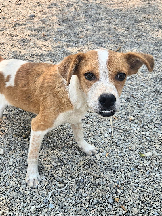 adoptable Dog in SSL, UT named Juno