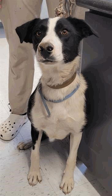 adoptable Dog in SSL, UT named Tullamore