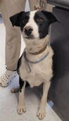 adoptable Dog in , UT named Tullamore