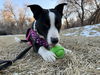 adoptable Dog in  named Benny
