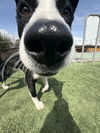 adoptable Dog in  named Benny