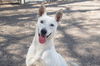 adoptable Dog in  named Julie