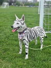 adoptable Dog in  named Julie
