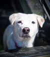 adoptable Dog in  named Emerson