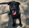 adoptable Dog in ssl, UT named Sanderson