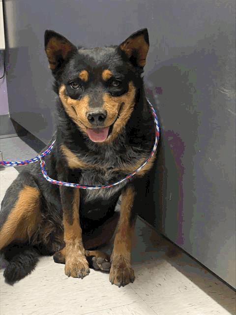 picture of the dog needing adoption