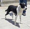 adoptable Dog in  named Quincy