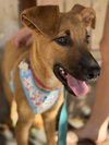 Duke - Photo 1