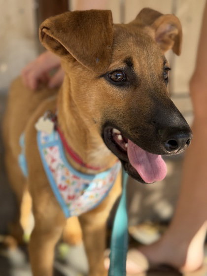 Duke