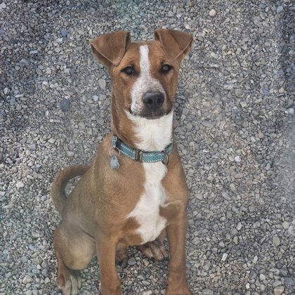 Milo