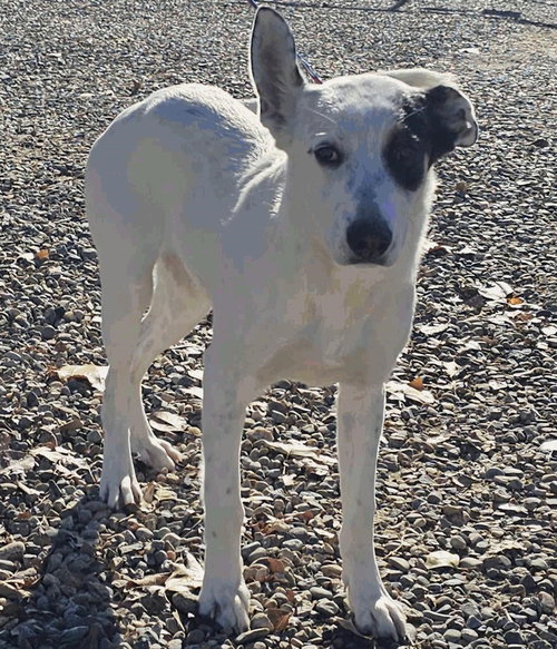 picture of the dog needing adoption