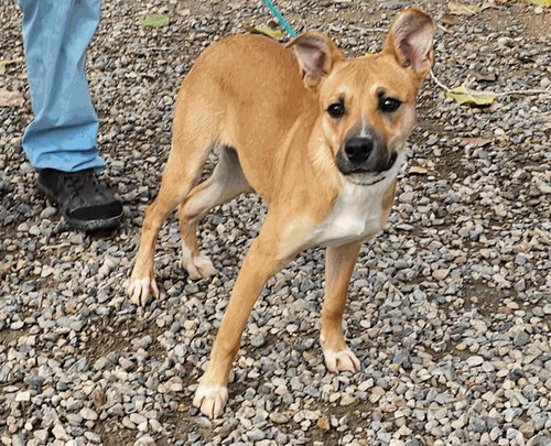 picture of the dog needing adoption